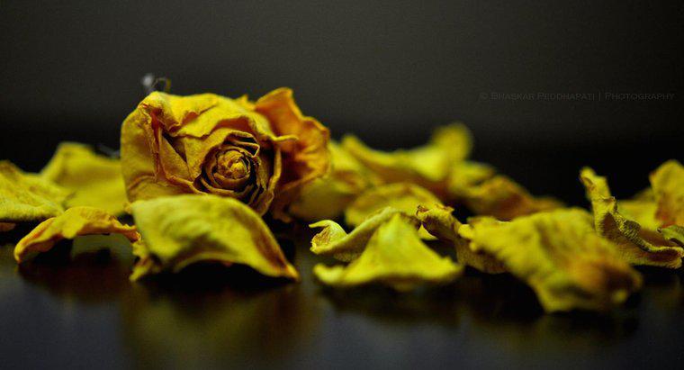 Cum se poate usca un petale de trandafir uscat pentru Confetti?