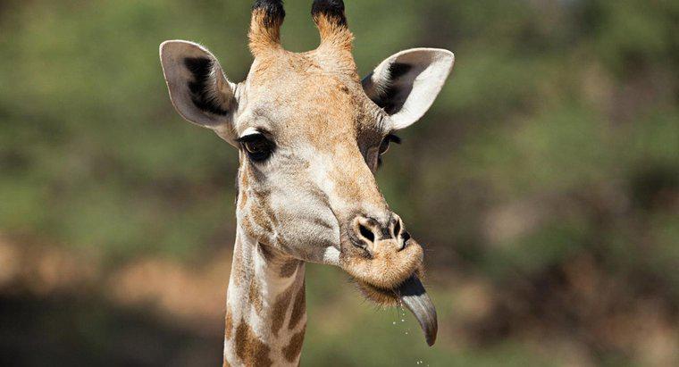 Ce culoare este limba girafei?