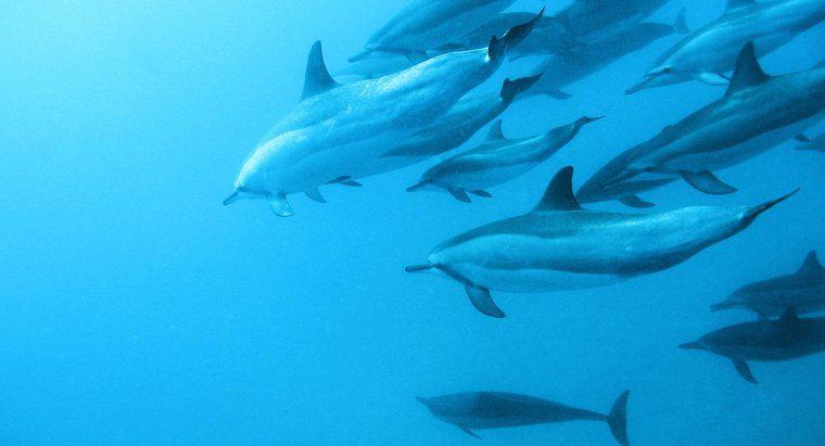 Ce sunt dușmanii delfinilor?