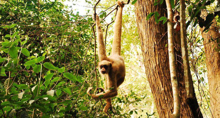 Cum supraviețuiesc maimuțele în junglă?