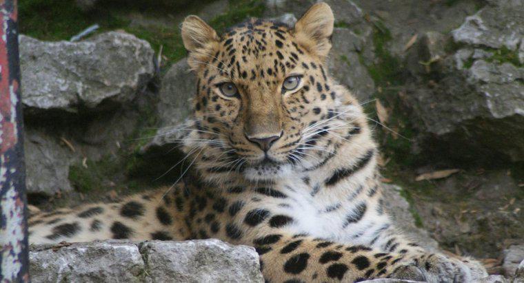 Unde este Amur Leopard clasificat în lanțul alimentar?