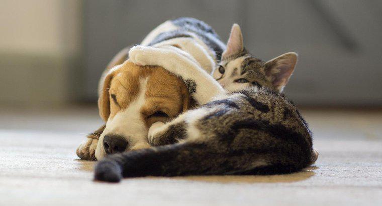 Câinii fac mai bine animalele de companie decât pisicile?