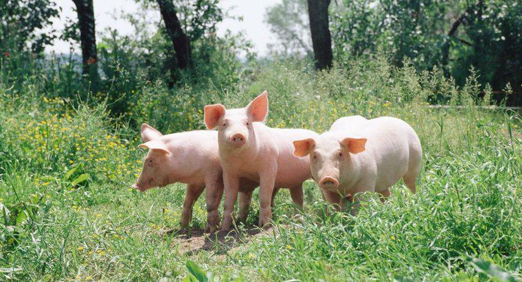Ce este numit un grup de porci?