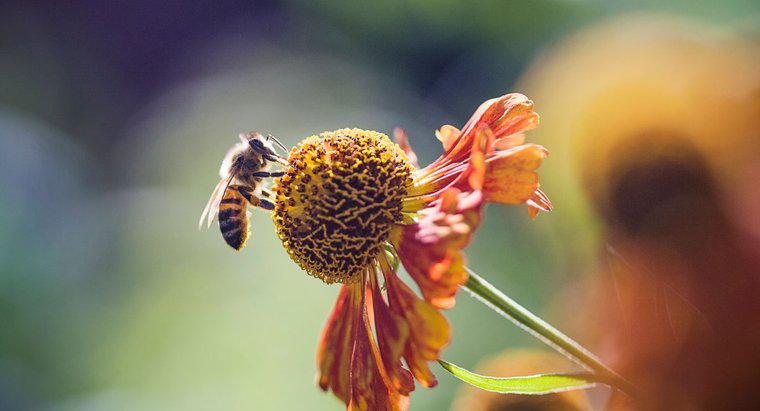 Cât timp trăiesc albinele de miere?