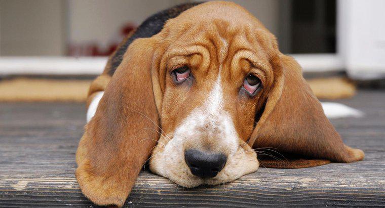 Care este doza recomandată de Ibuprofen pentru câini?