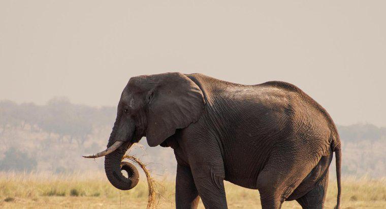Care este cel mai mare elefan?