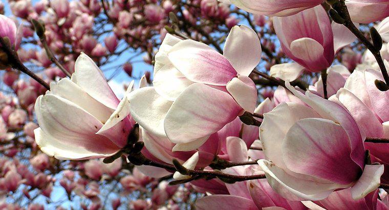 Cum taie un arbore de magnolie?