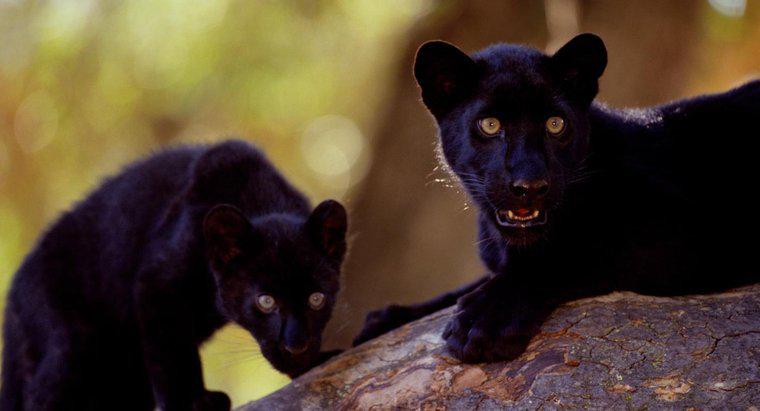 Unde trăiesc Pantherii Negrii?