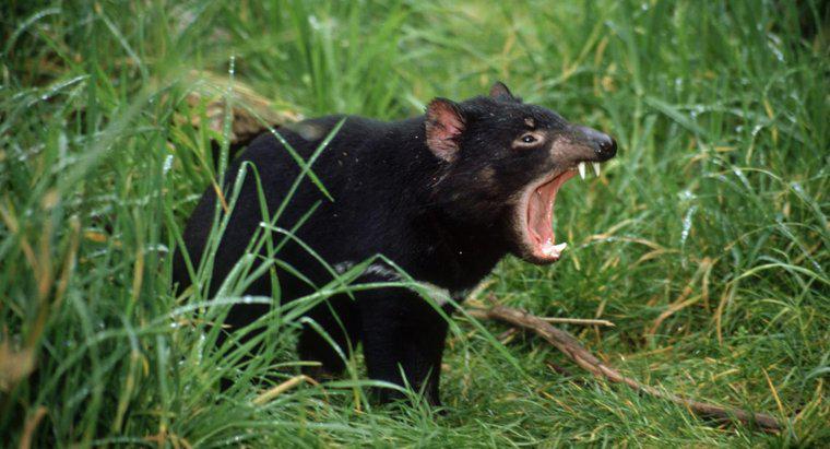 Cum au intrat în pericol diavolii tasmanieni?