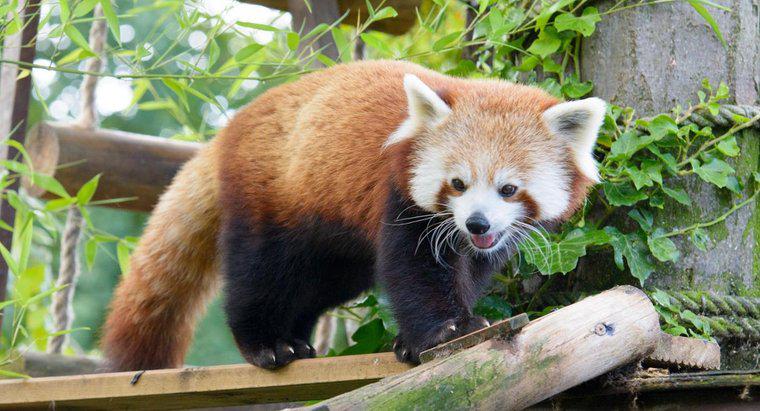 Ce arata Firefox-ul sau Panda rosie?