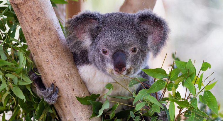Do Koalas mănâncă bambus?