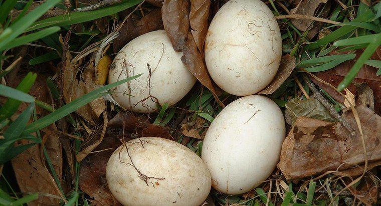 Cum vă pasă de o ouă de păsări necompensată?