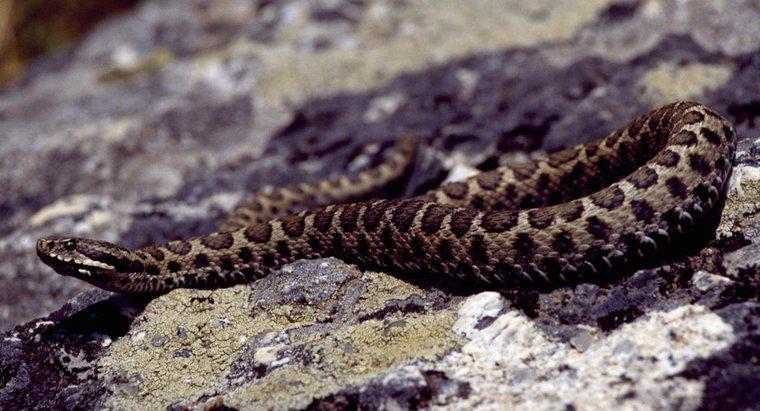 Există șerpi otrăviți în Italia?