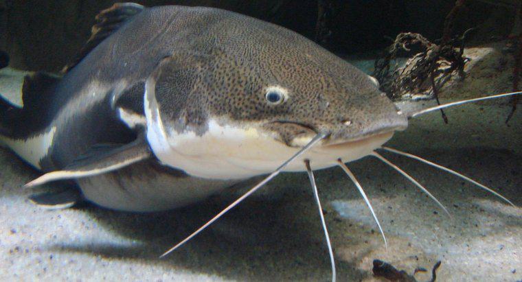 Ce este un wels catfish?