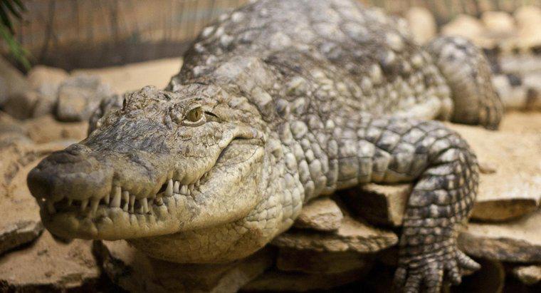 Ce Habitat fac crocodilii în viață?