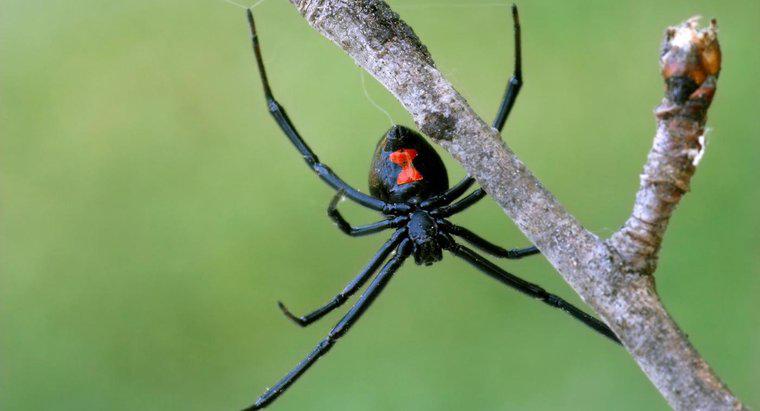 Care sunt caracteristicile identificatoare ale unui păianjen de văduvă neagră?