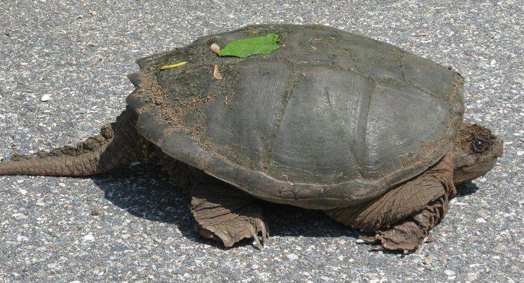 De ce țestoasele au cozi?