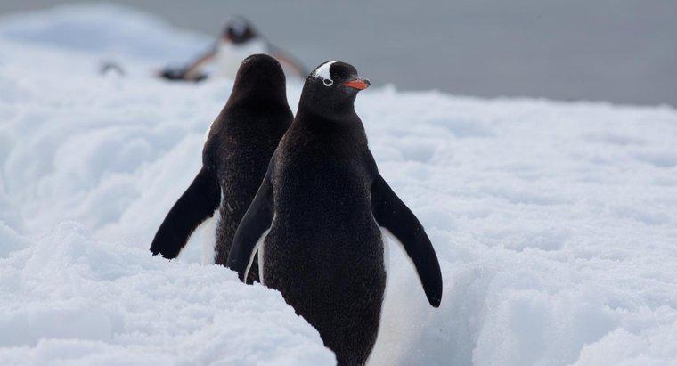 Unde pinguinii trăiesc în sălbăticie?
