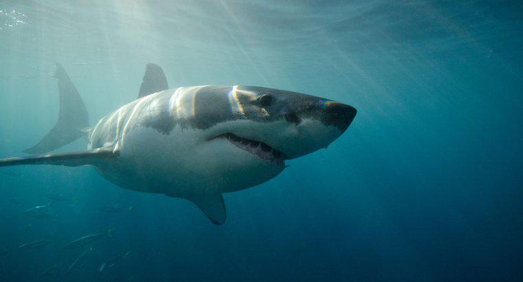 Cât de repede poate înota un mare rechin alb?