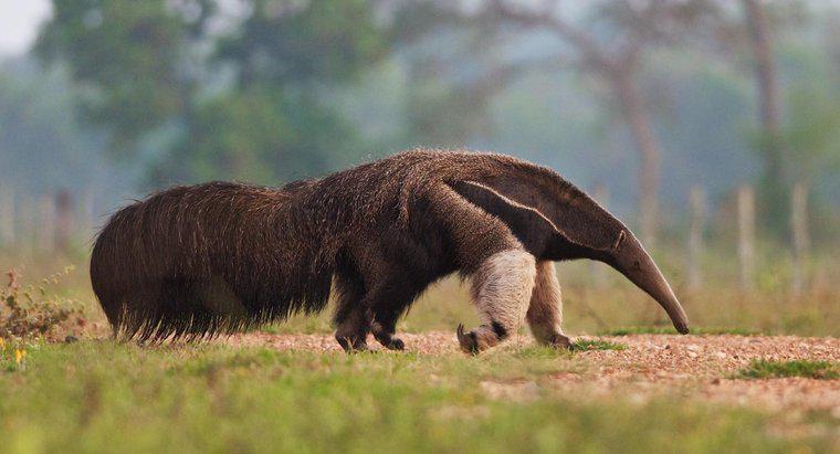 Puteți păstra un anteater pentru animale de companie?