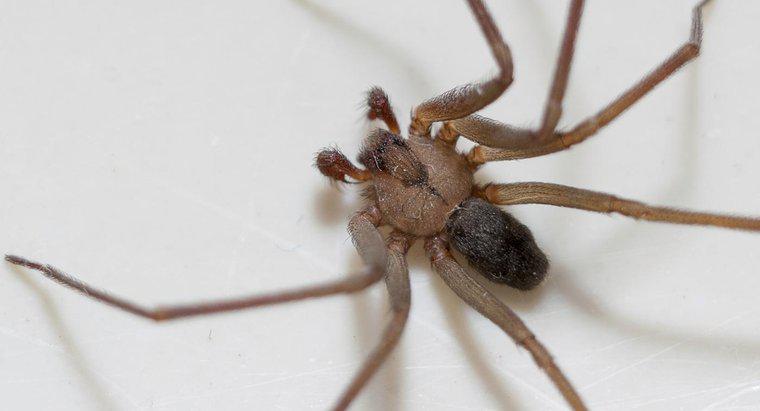 Ce arata o muscatura de spider brun?