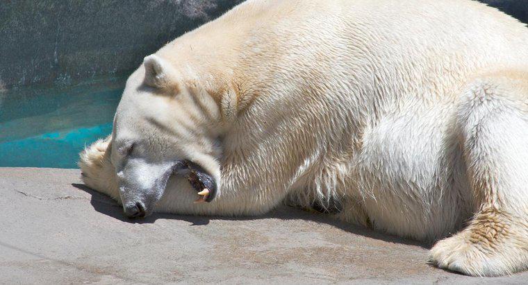 De ce ursii polari au picioare mari?