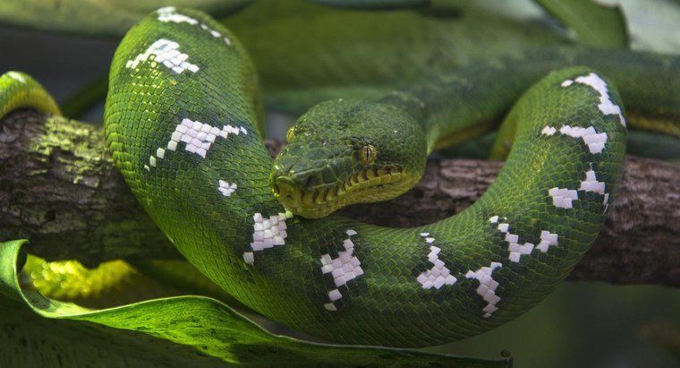 Care este numele științific al unui șarpe?