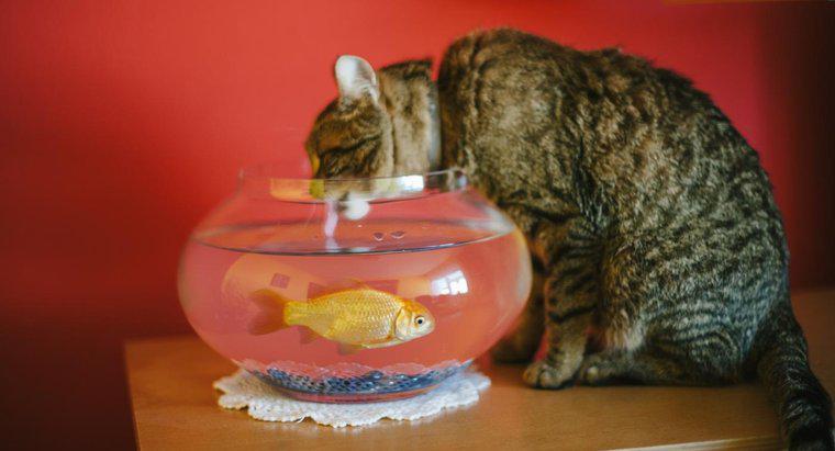 Cât de multă apă are nevoie o pisică să bea?