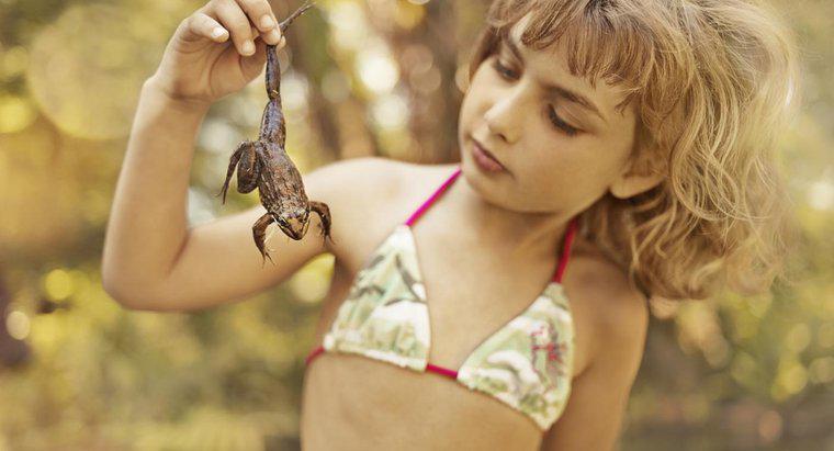 Cum se știe dacă o broască este băiat sau fată?