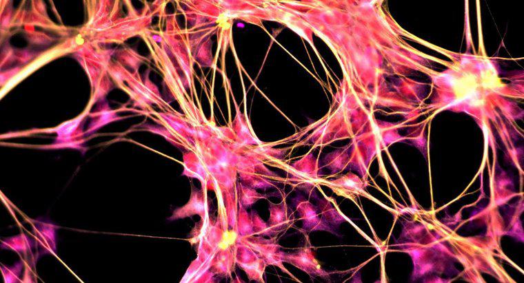 Care este scopul sistemului nervos central?