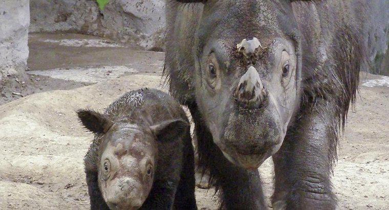 De ce sunt amenințați rinocerii?