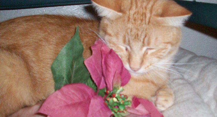Plantele Poinsettia sunt otrăvitoare pentru pisici?