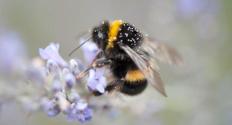 Care este durata de viață a unei albine de albine?