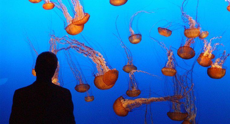 De ce sunt făcute meduzele?