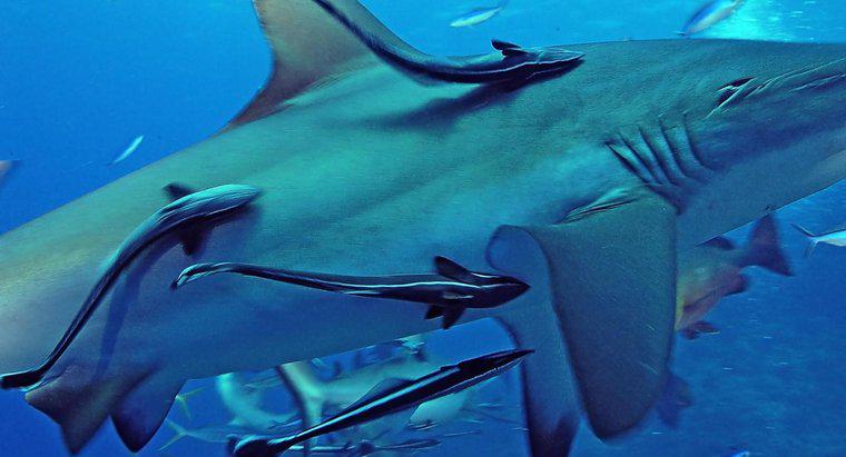 Care este simbioza dintre remorci și rechini?