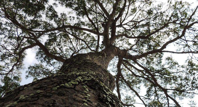 Unde cresc copacii de mahon?