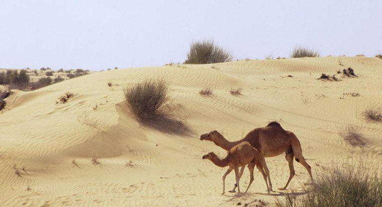 Cum au fost camilele adaptate la viață într-un deșert de nisip?