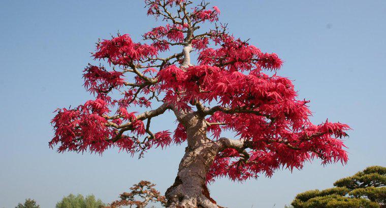 Care este sensul unui bonsai?