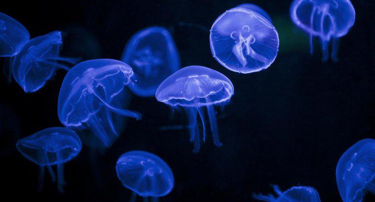 Poți obține o meduza pentru copii?