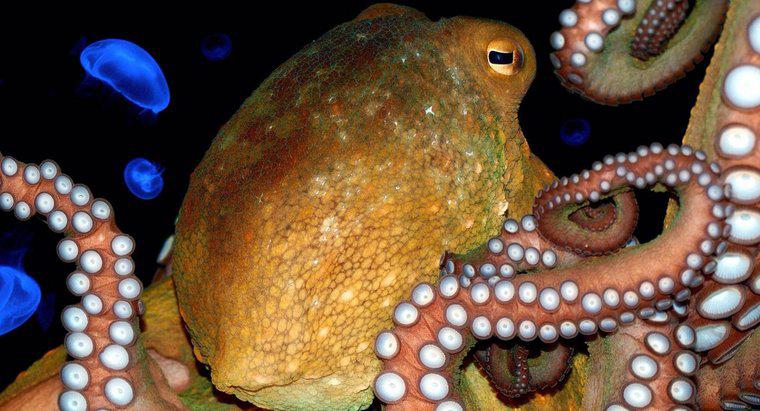 Ce este o tulpină de Octopus?