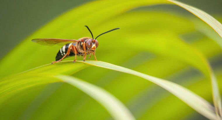 Care sunt unele fapte despre viespi?