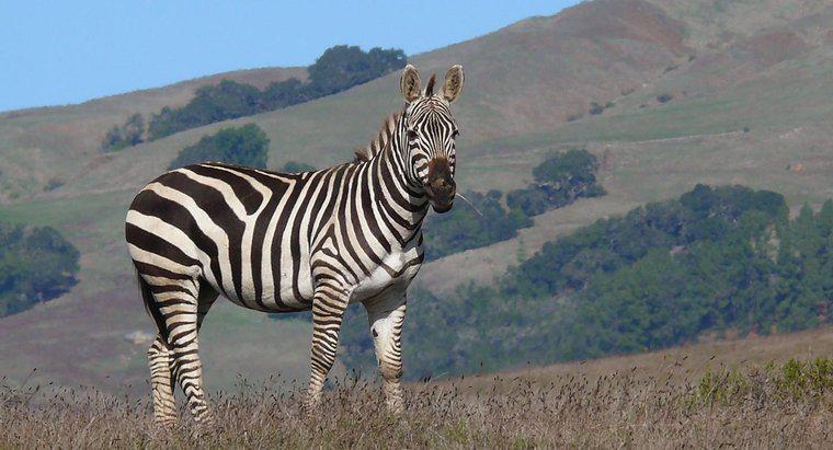 Ce înseamnă un sunet Zebra?