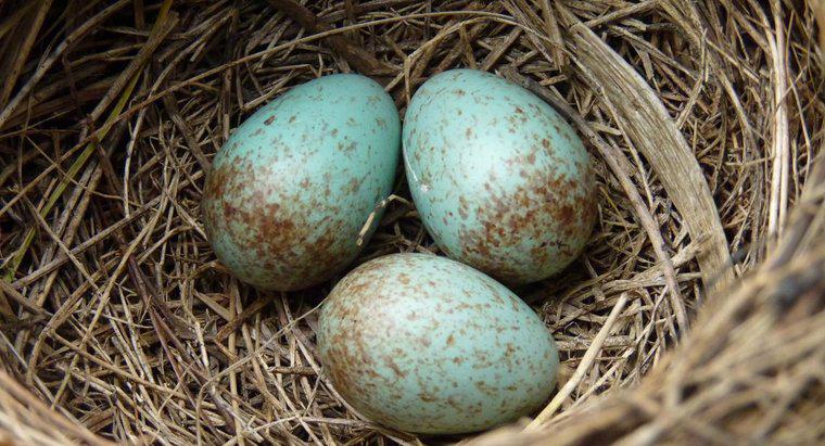 Care sunt avantajele oului amniotic?