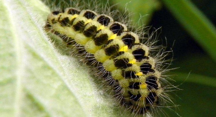 Cum identificați un Caterpillar?