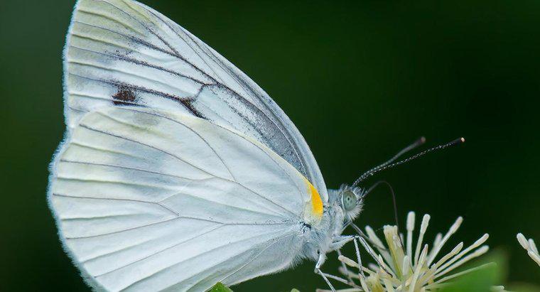 Ce simbolizează un fluture alb?