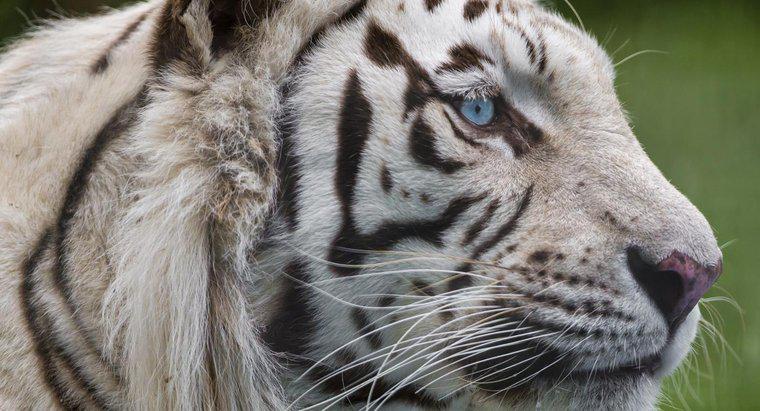 Ce este Webul alimentar al tigrului alb?