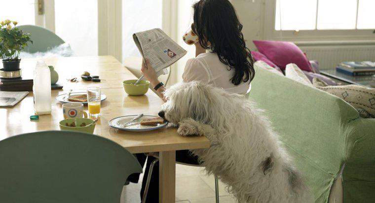 Ce tipuri de alimentație de masă pot mânca câinii?