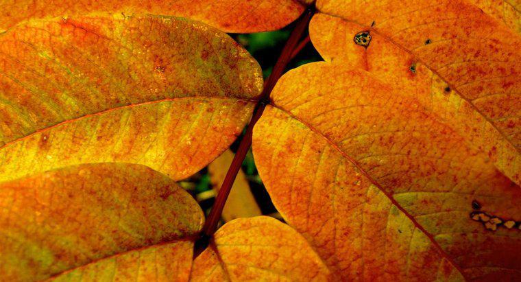 Ce este numit pigmentul galben din frunze?