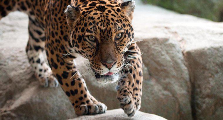 Unde locuiesc Jaguarii?