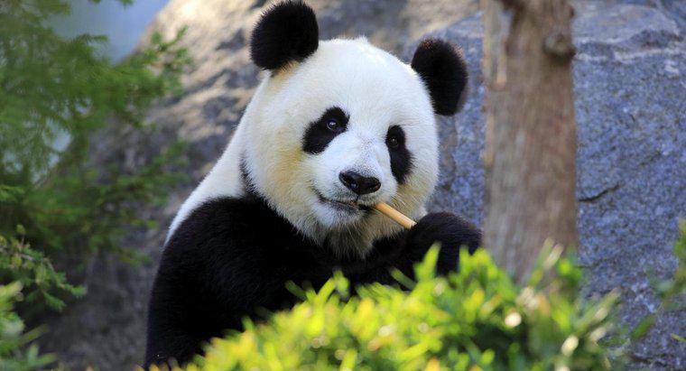 Cât de mult cântărește un Panda?